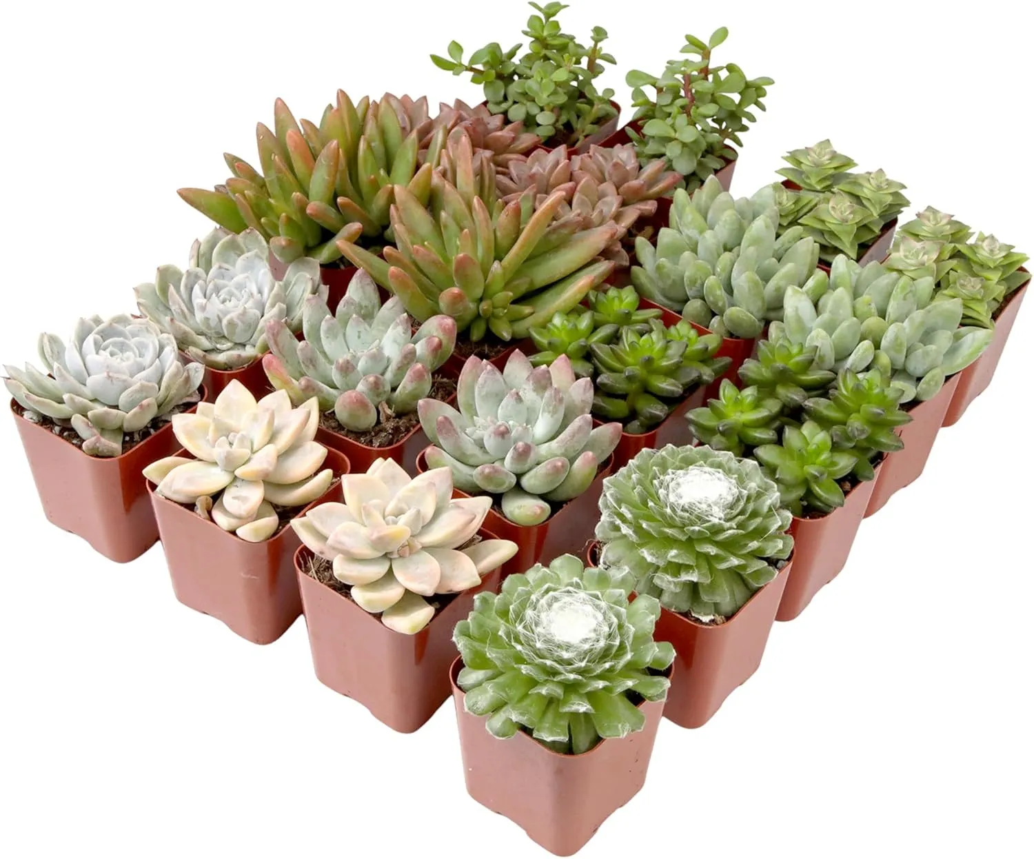 Altman Plants, Live Succulent Plants (20 Pack) Assorted Potted Succulents Plants Live House Plants in Cacti and Succulent Soil Mix, Cactus Plants Live Indoor Plants Live Houseplants in Planter Pots