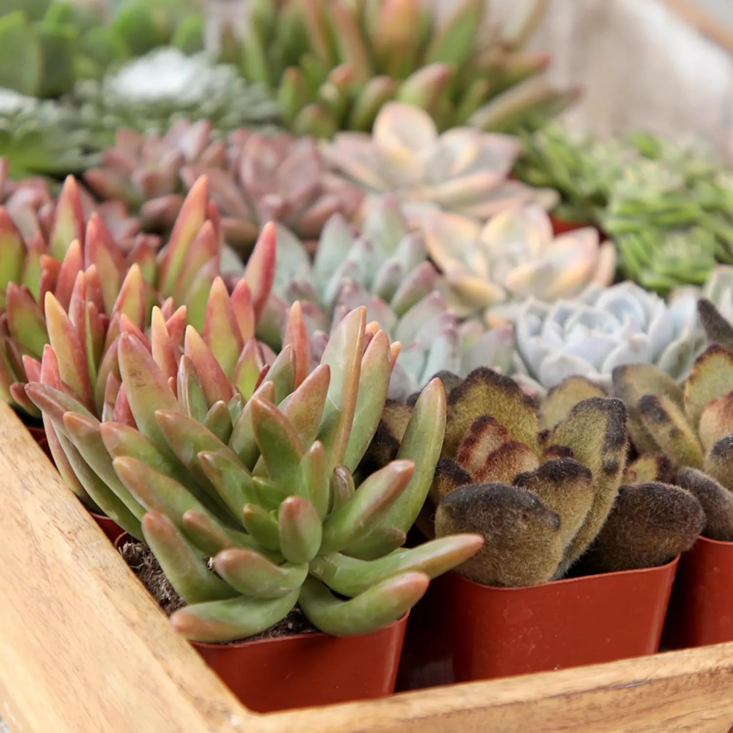 Altman Plants, Live Succulent Plants (20 Pack) Assorted Potted Succulents Plants Live House Plants in Cacti and Succulent Soil Mix, Cactus Plants Live Indoor Plants Live Houseplants in Planter Pots