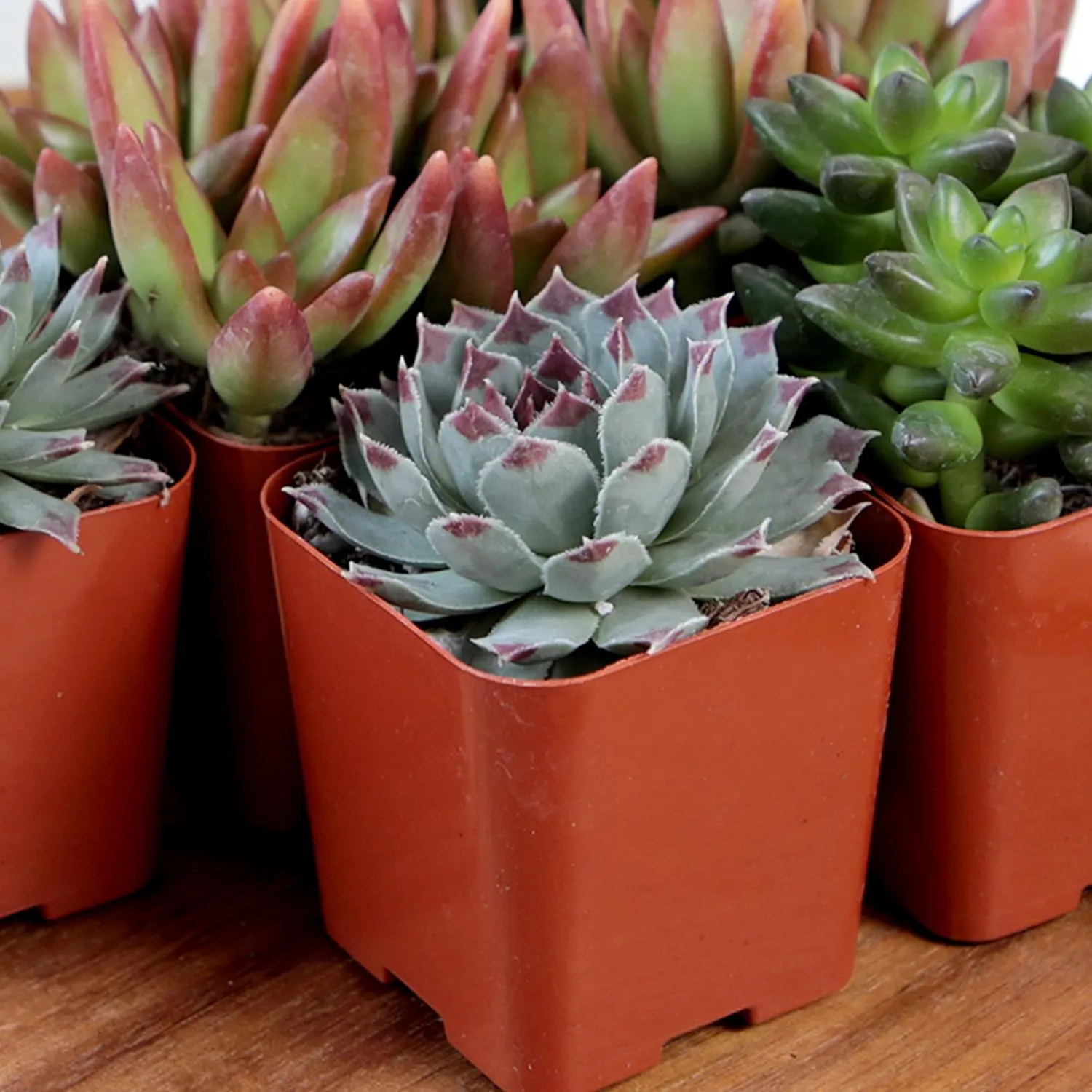 Altman Plants, Live Succulent Plants (20 Pack) Assorted Potted Succulents Plants Live House Plants in Cacti and Succulent Soil Mix, Cactus Plants Live Indoor Plants Live Houseplants in Planter Pots