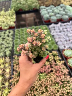 Crassula 'Tom Thumb' - Crassula rupestris ssp. commutata