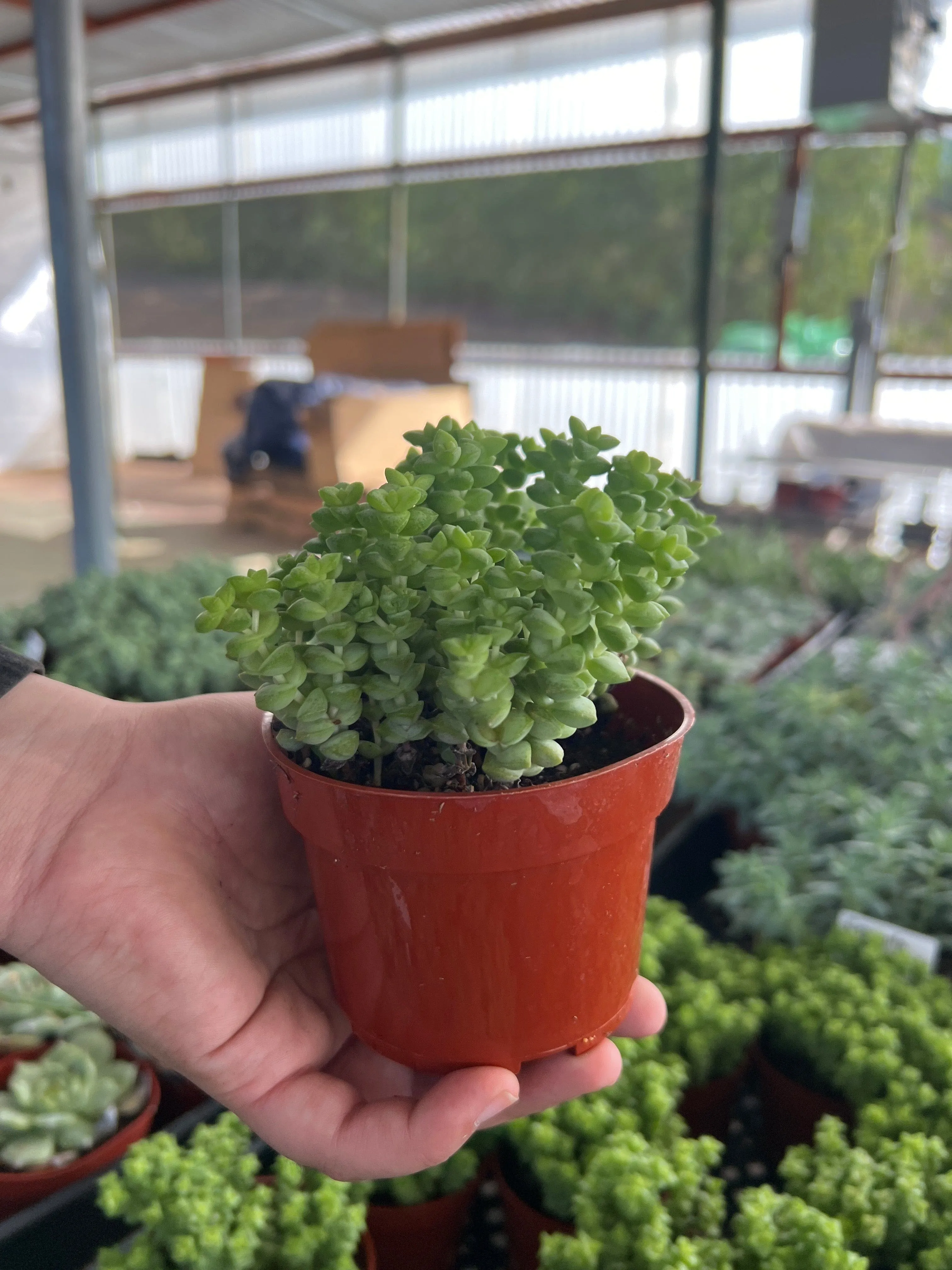 Crassula 'Tom Thumb' - Crassula rupestris ssp. commutata