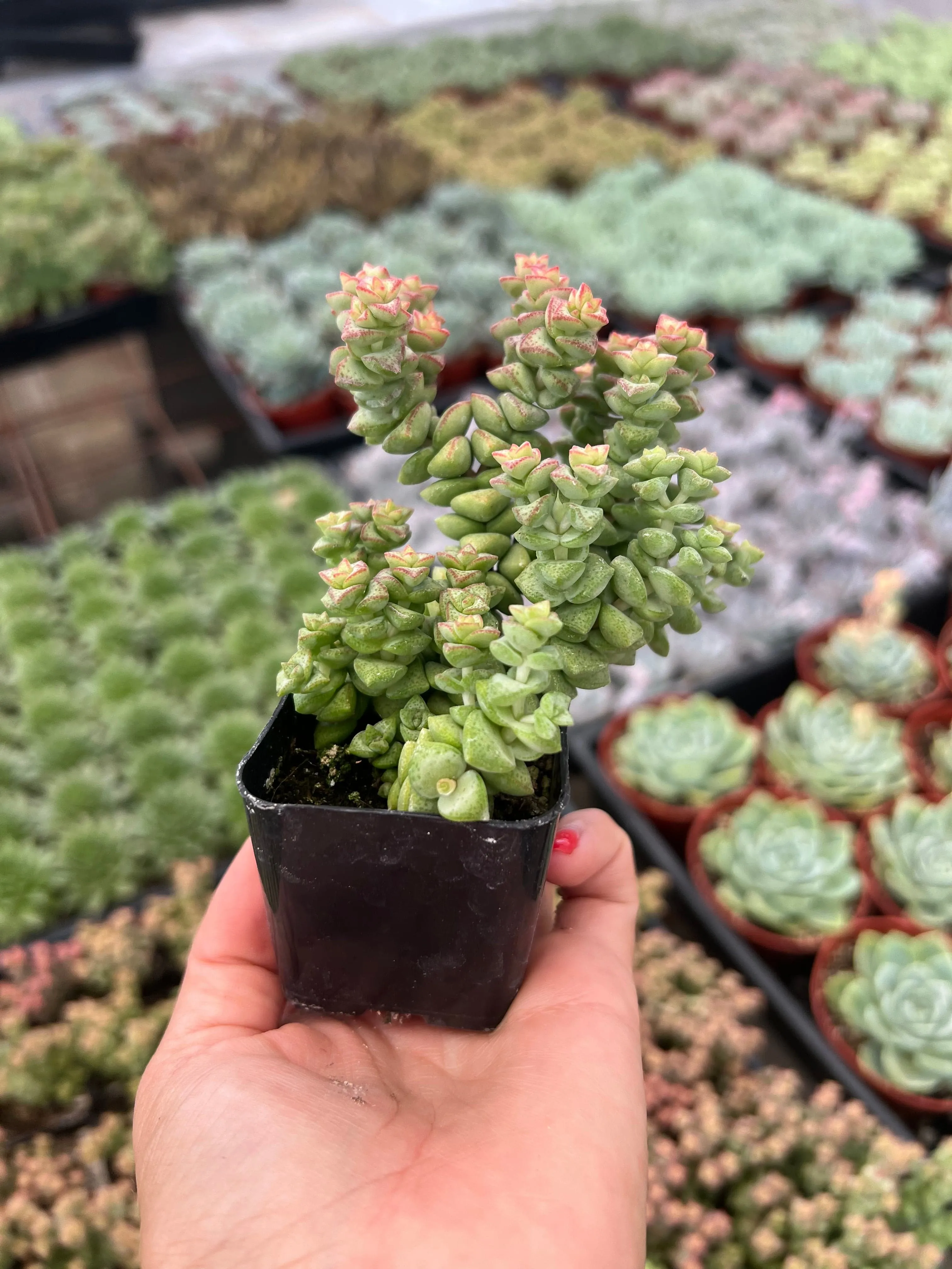 Crassula 'Tom Thumb' - Crassula rupestris ssp. commutata