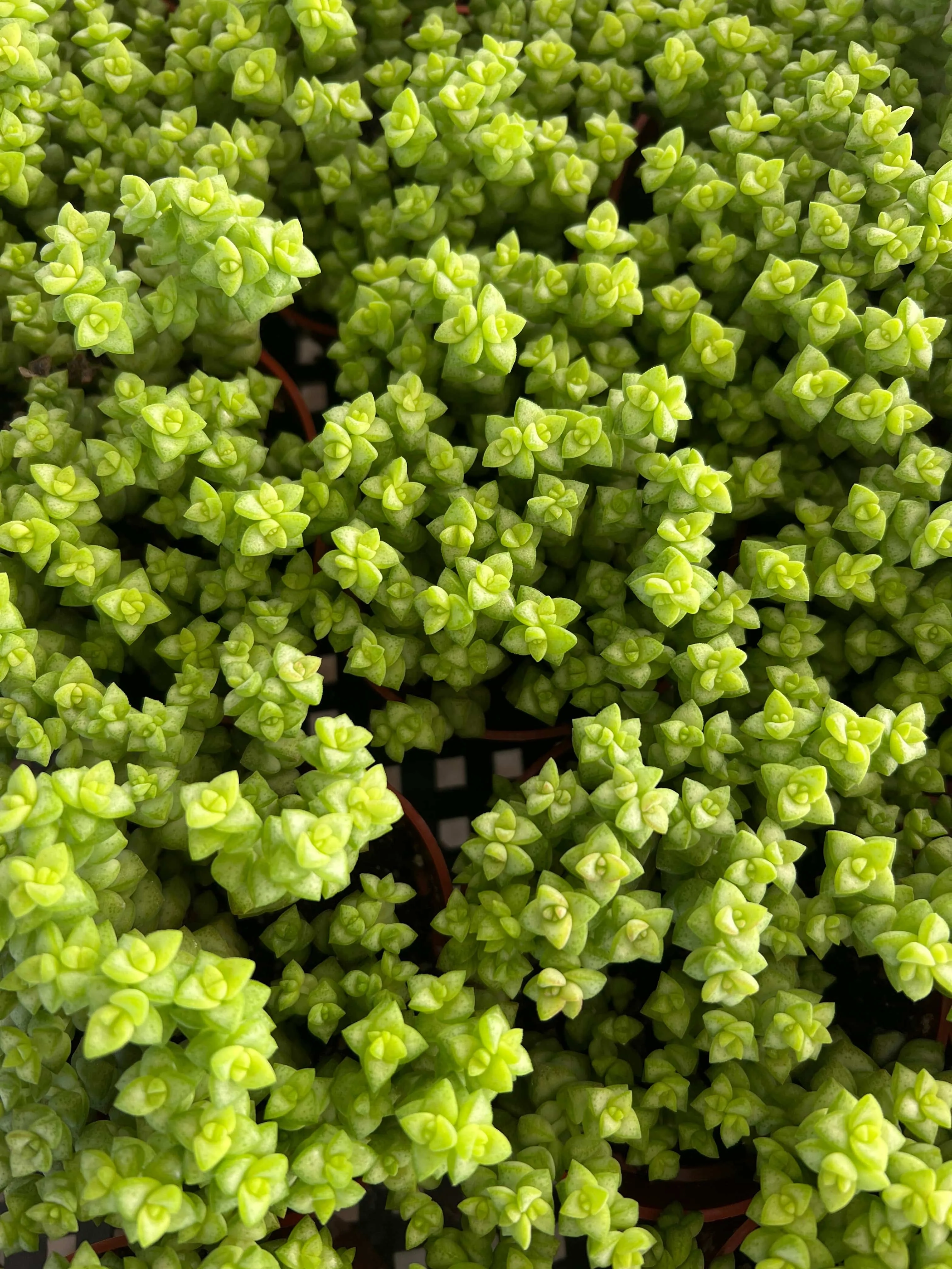 Crassula 'Tom Thumb' - Crassula rupestris ssp. commutata