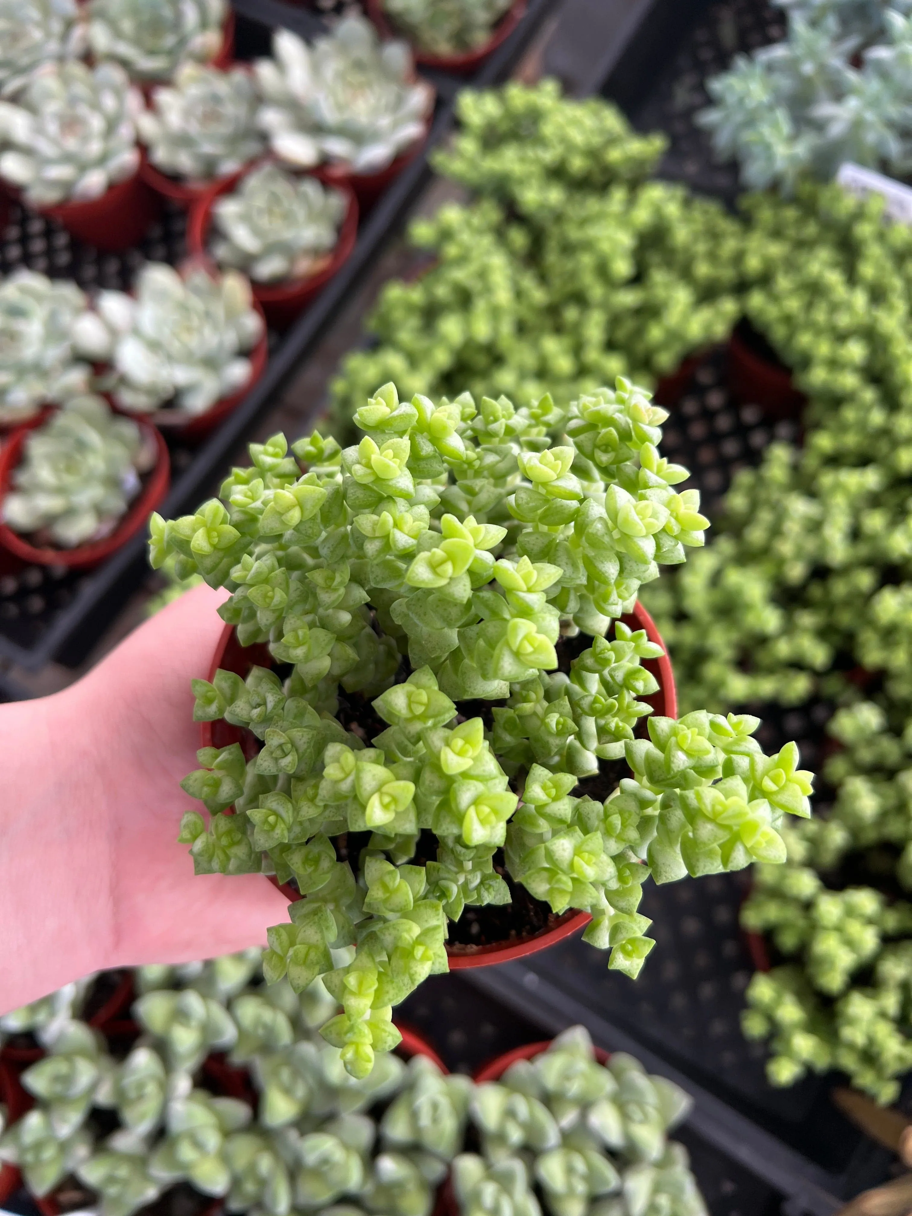 Crassula 'Tom Thumb' - Crassula rupestris ssp. commutata