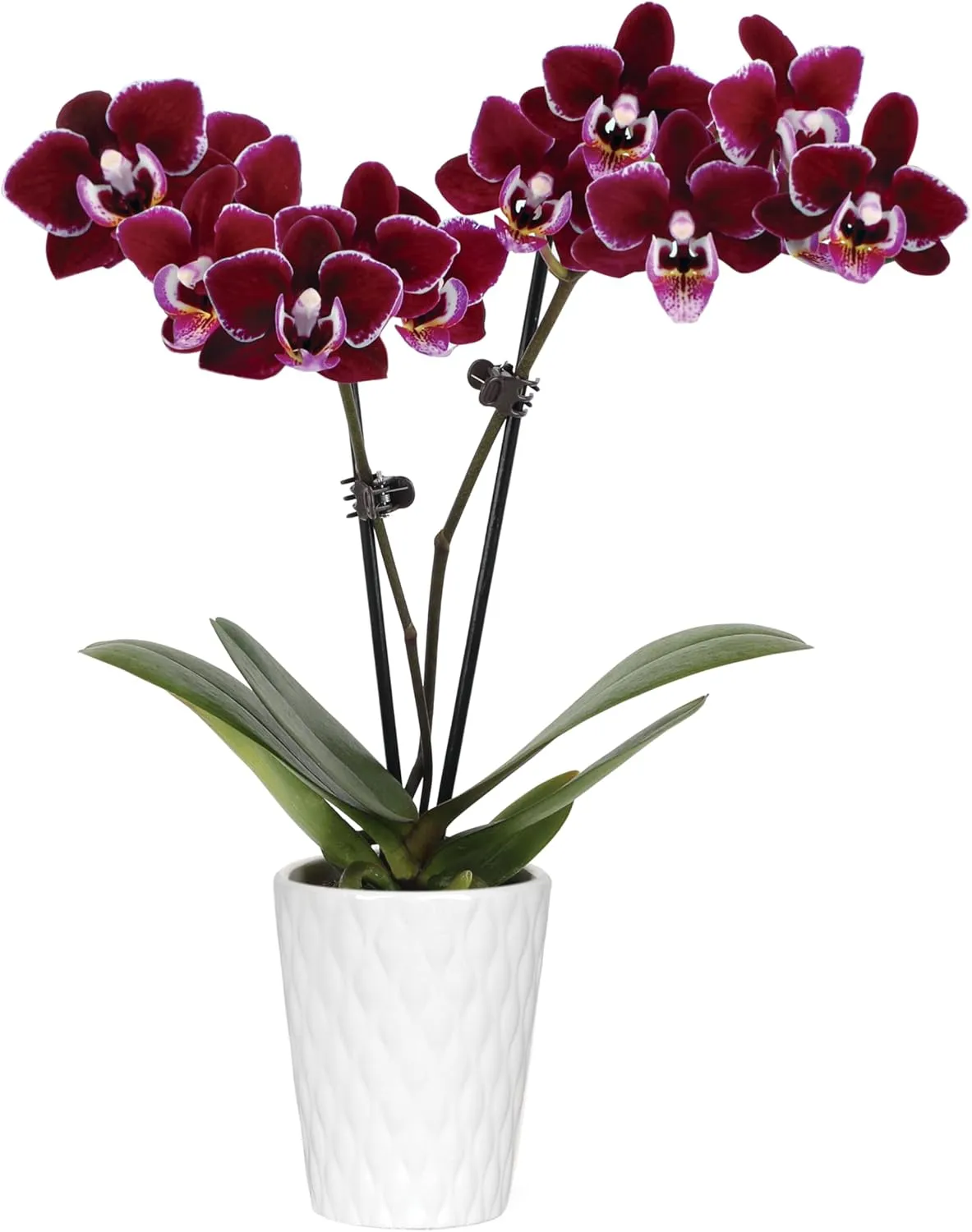 Green Circle Growers 2.5" Purple Mini Orchid in White Ceramic Pot, Live Indoor Plants, House Plant