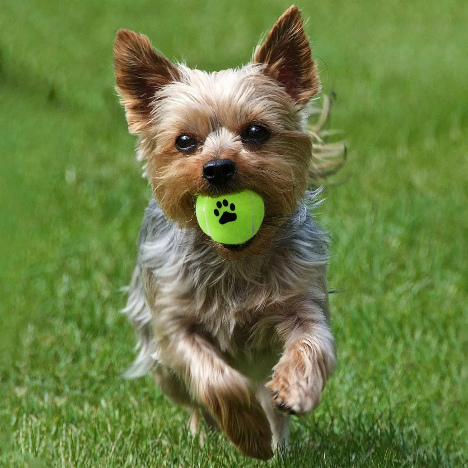 Tennis Balls for Dogs Pack of 12 Colorful Easy Catching Pet Toy Ball (No Squeak-2.5inch-6colors)
