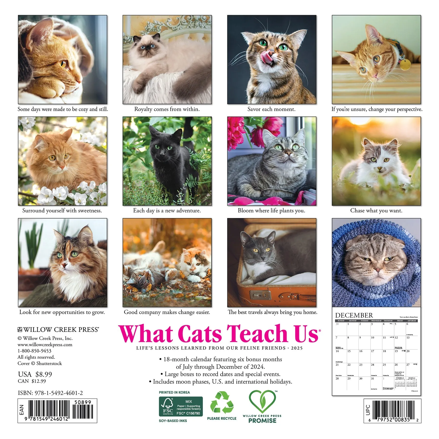 What Cats Teach Us 2025 Mini Wall Calendar