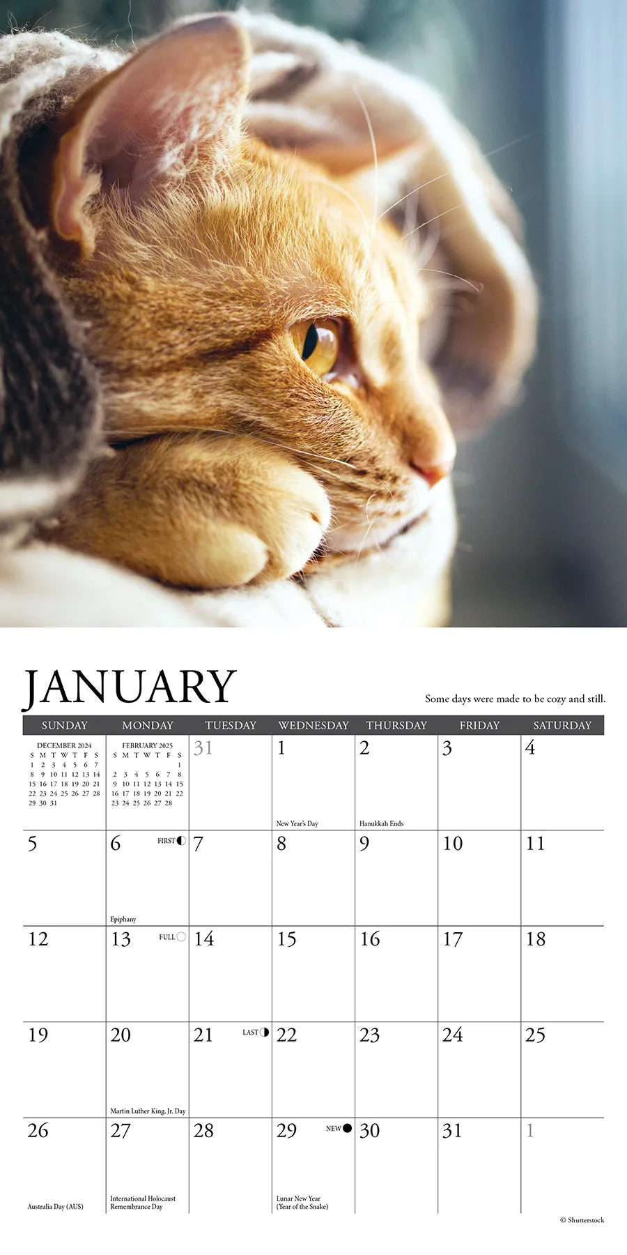 What Cats Teach Us 2025 Mini Wall Calendar